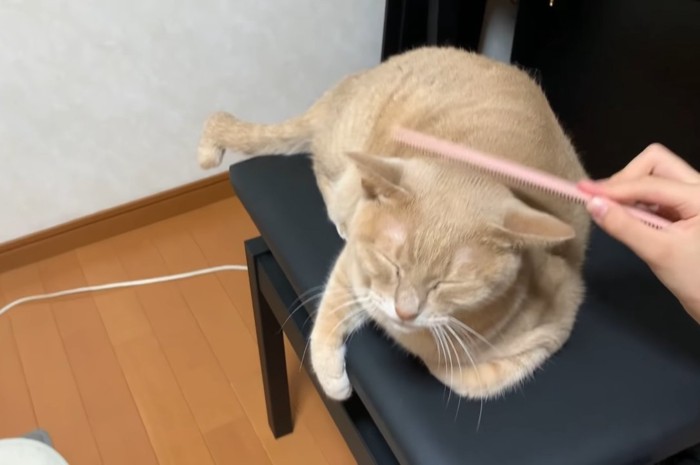 頭を撫でられて目を瞑る猫