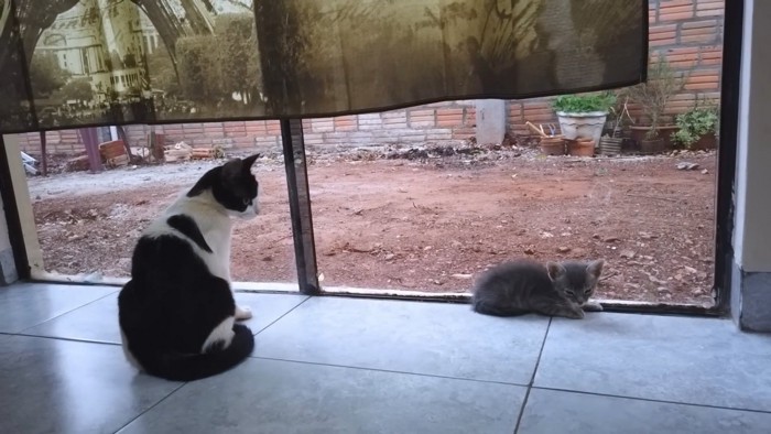 座る成猫と小さくなる子猫