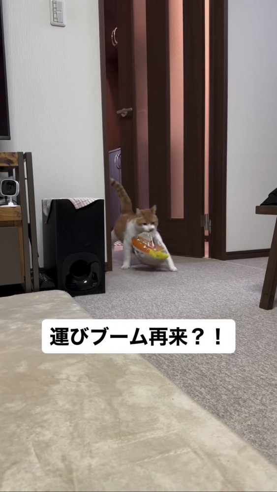 袋を咥える猫