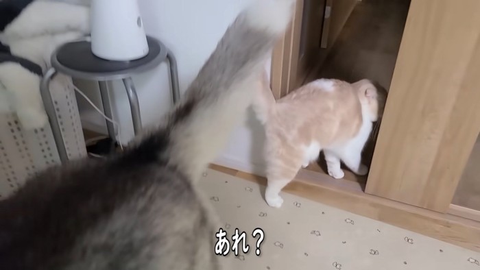 部屋から出ていく猫