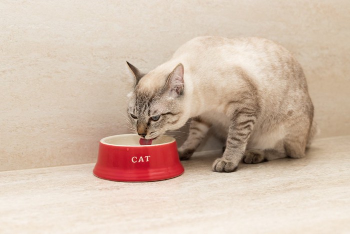 赤い器で水を飲む猫