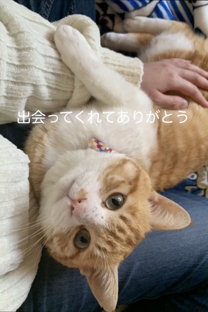 見上げる猫