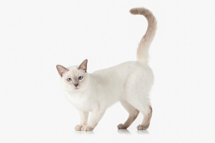 しっぽを立てる白猫