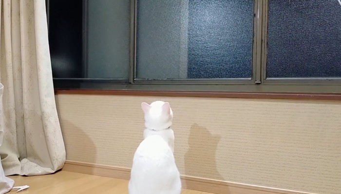 窓を見上げる白猫