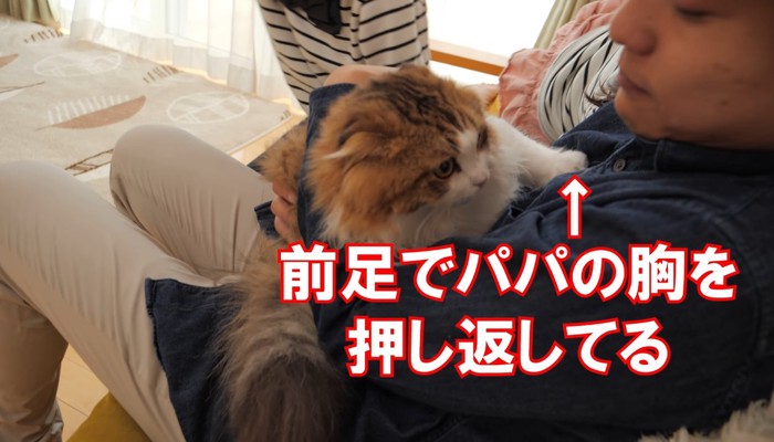 胸を手で押し返す猫