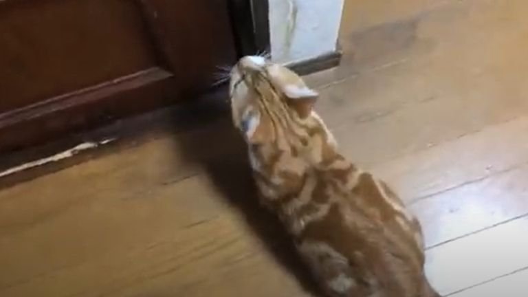 扉の前に座っている猫