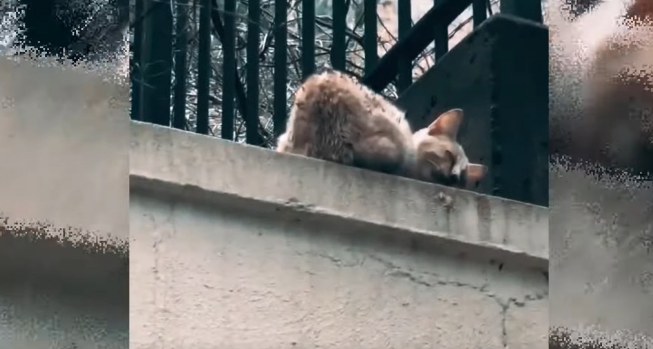 コンクリート塀の上に猫