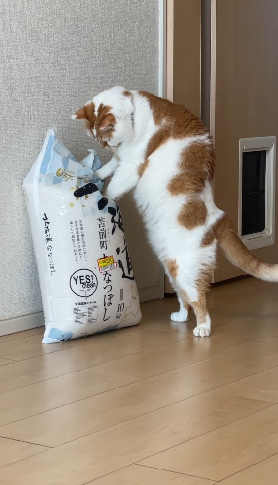 米袋に手をかける猫