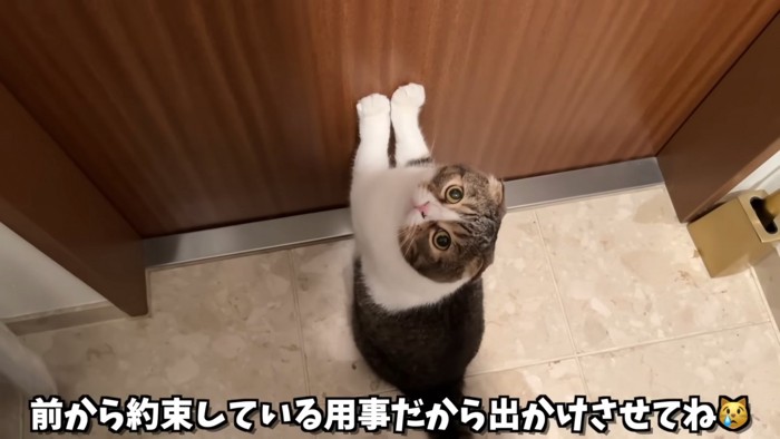 ドアの前足をついて見上げる猫