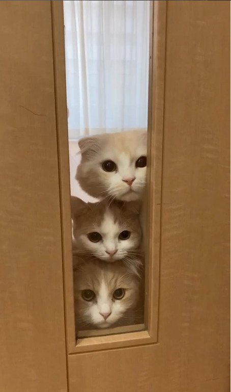 目がクリクリの3匹の猫
