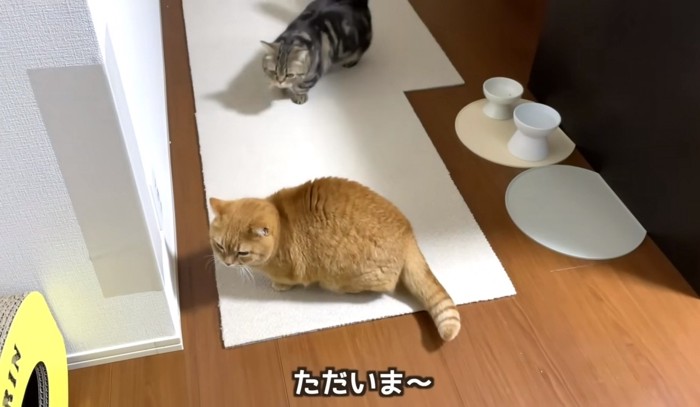 歩く猫2匹