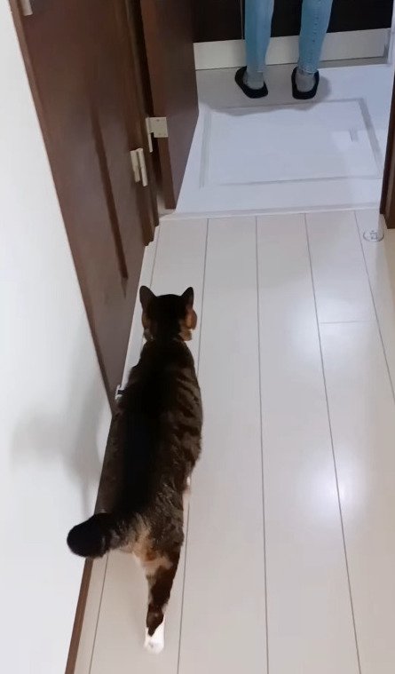 洗面所に向かって歩く猫