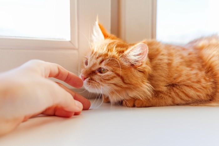 窓辺で指のにおいをかぐ猫