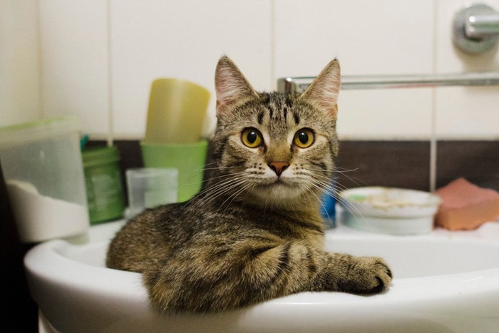 洗面台を占拠する猫