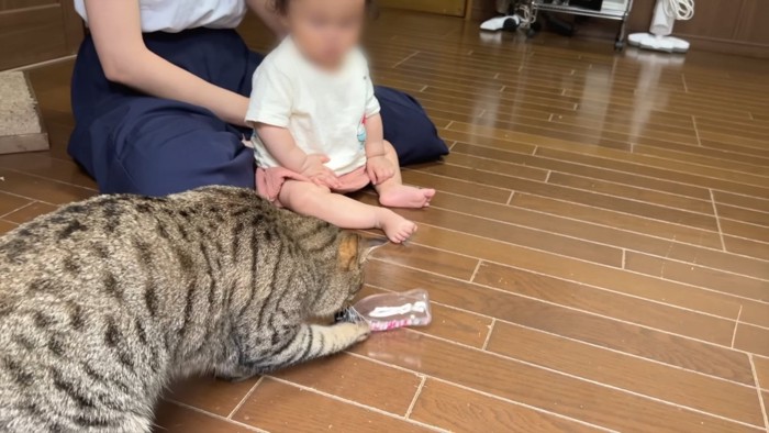 おもちゃを赤ちゃんの前に移動する猫