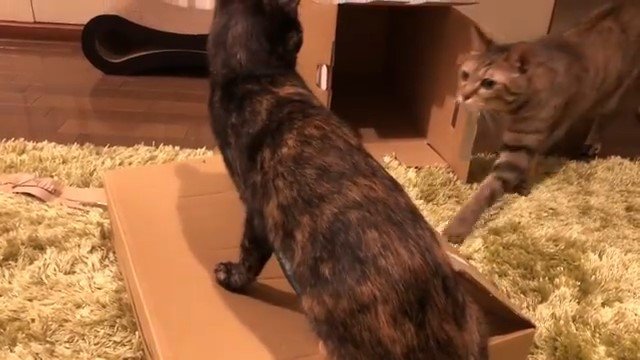 段ボールの上の猫と近づいてくる猫