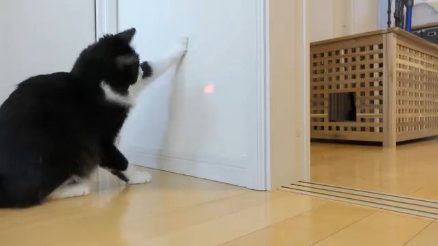 壁の光にじゃれる猫