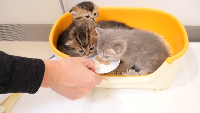ご飯を食べ始める子猫