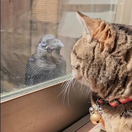 見つめ合う猫とカラス