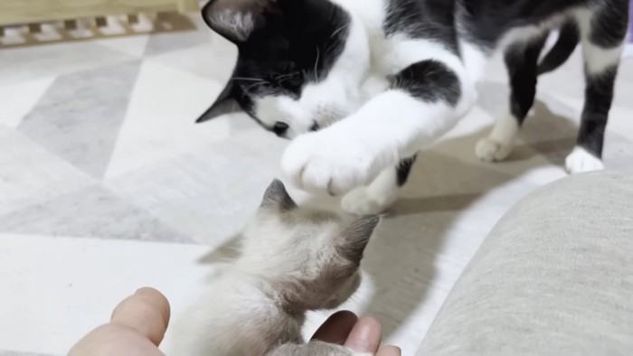 子猫を触ろうとする成猫