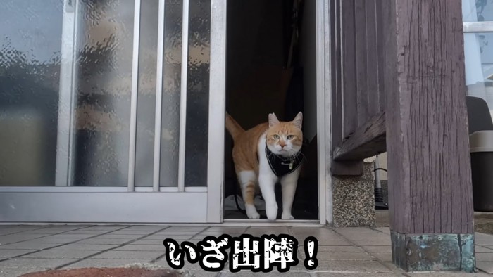 玄関から出てくる猫