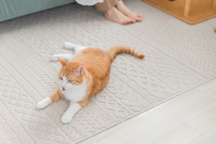 床でくつろぐ猫