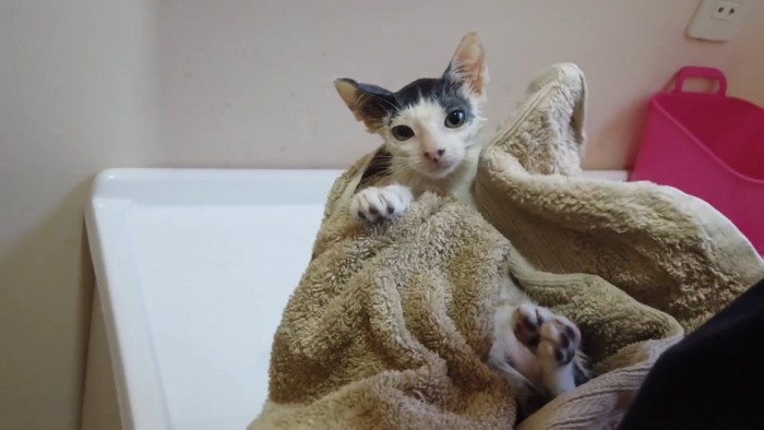 タオルに包まれる子猫