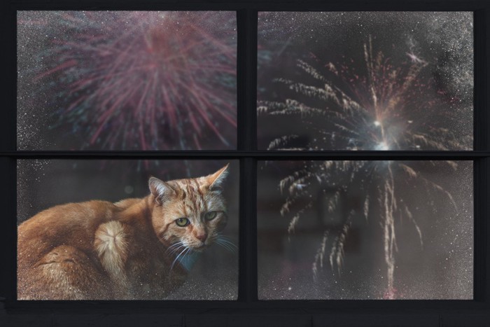 窓の外の花火を眺める猫