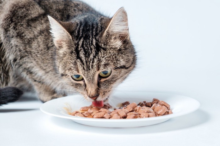 ウエットフードを食べる猫