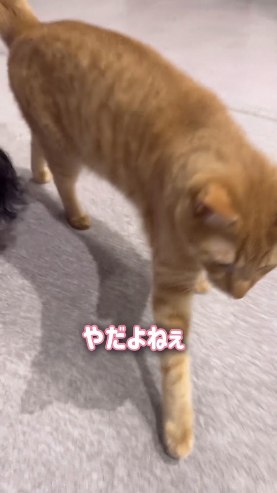 歩く猫