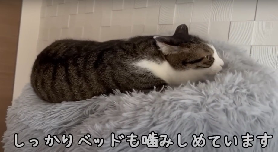 ベッドの中でふみふみをする猫%%