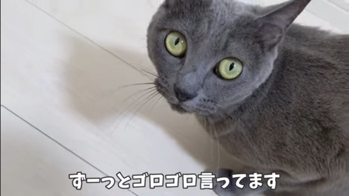 見上げている猫