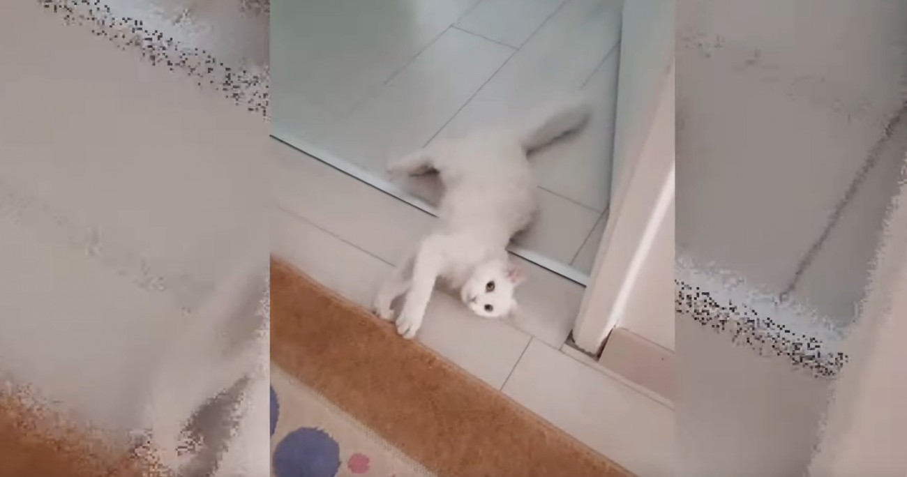 床に寝る猫