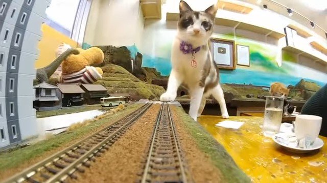 鉄道模型の線路の先にいる子猫