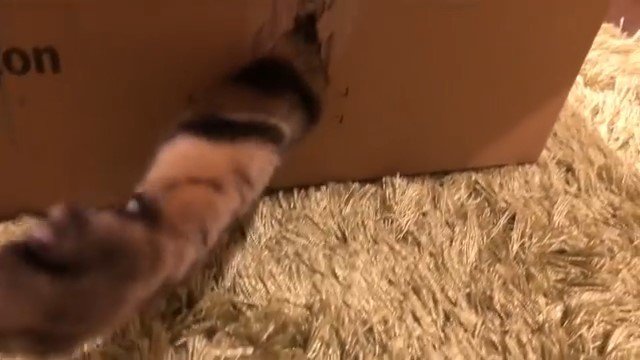 段ボールの穴からじゃれる猫の前足