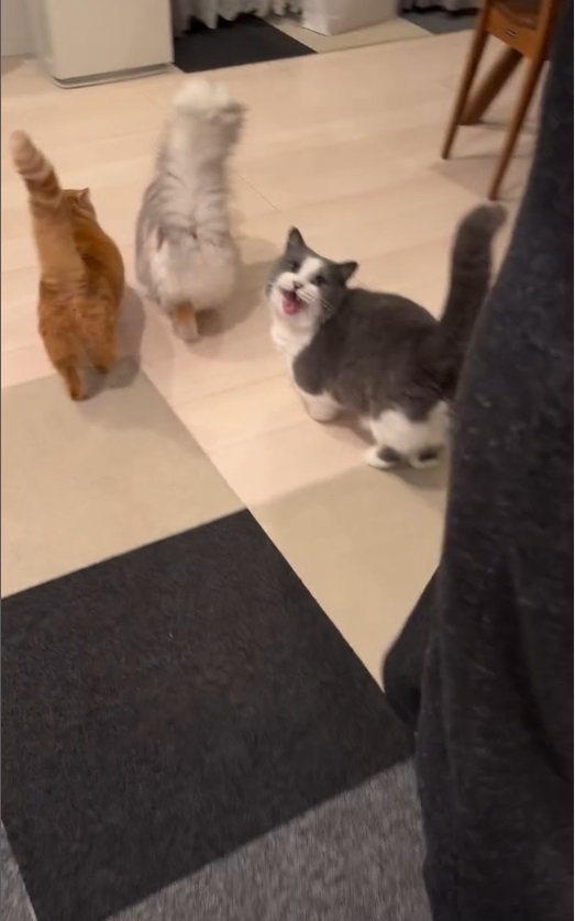 3匹の猫の後ろ姿