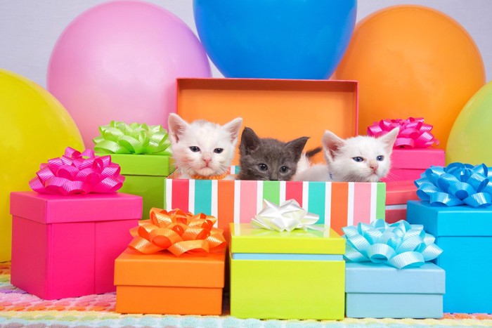 プレゼントに埋もれる3匹の猫