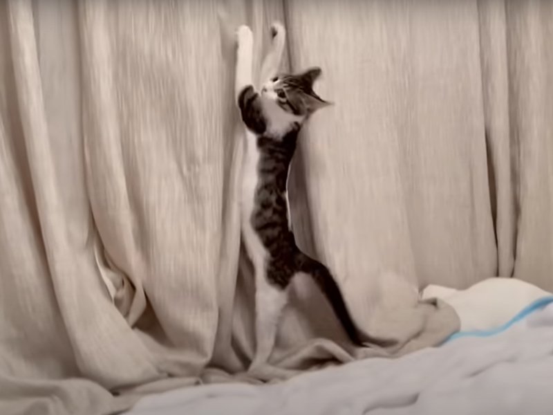 カーテンを登る猫