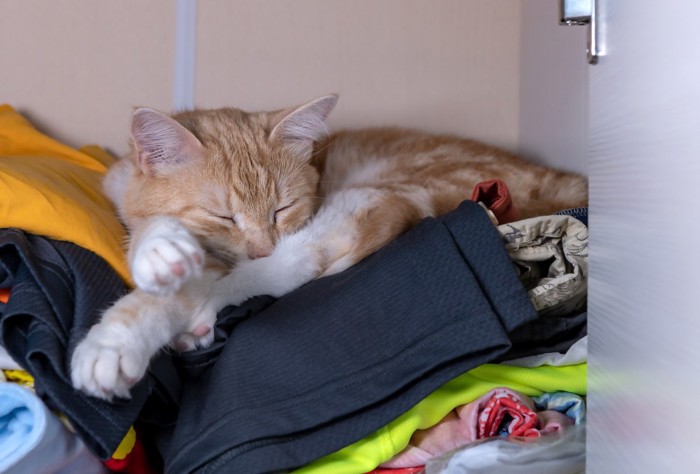 クローゼットの中の服の上で寝ている猫