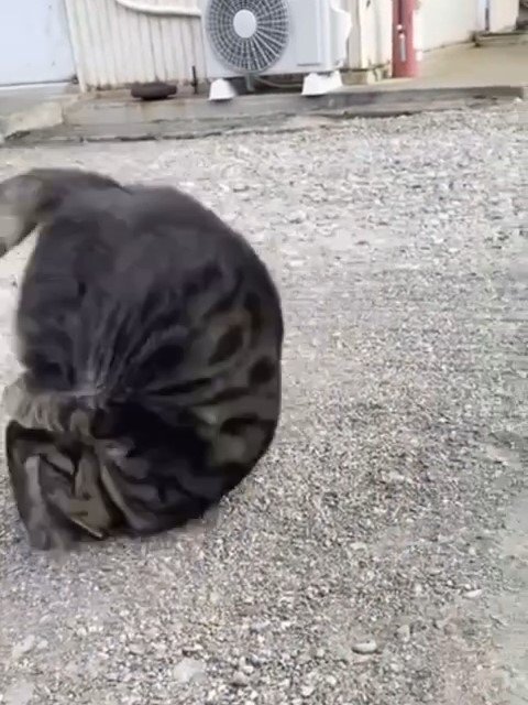 頭を地面につける猫