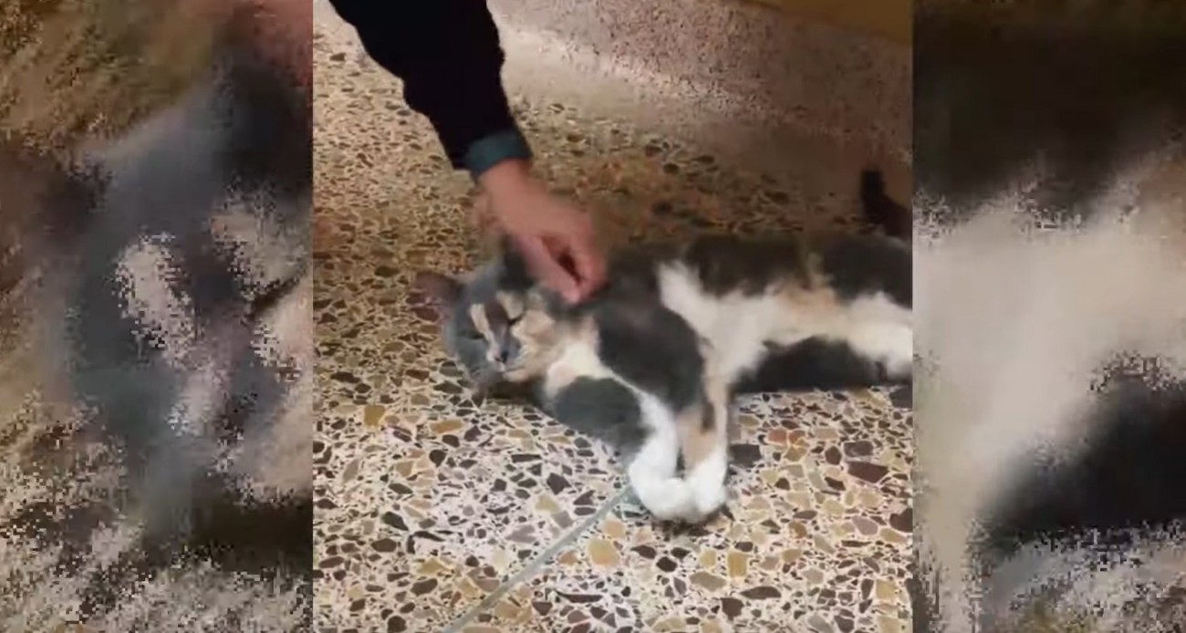 床に横になる猫と人の手
