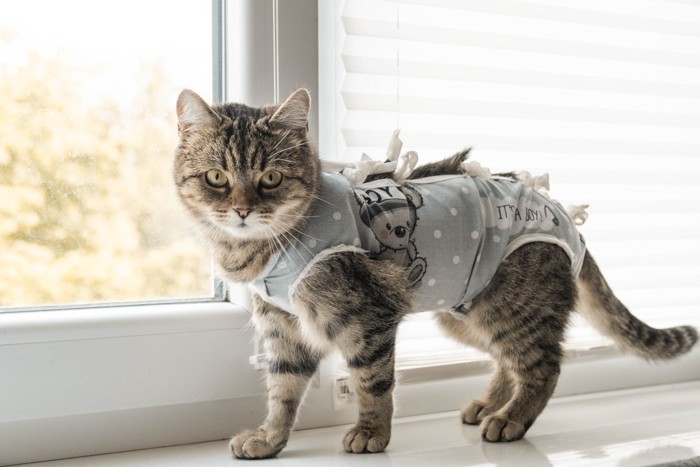術後服を着る猫