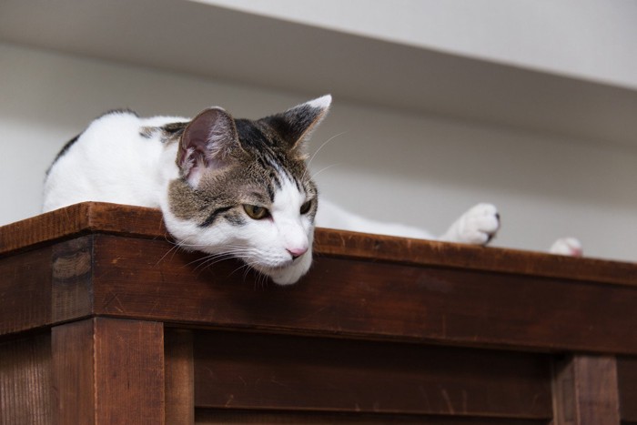 戸棚の上から覗く猫