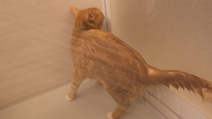 体でシャワーを浴びる猫