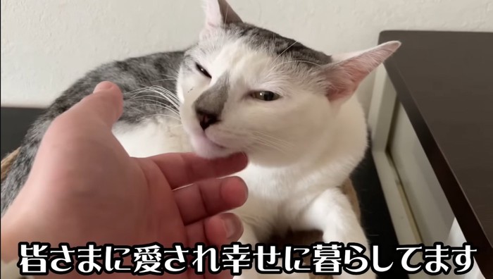 顎下を撫でられる猫