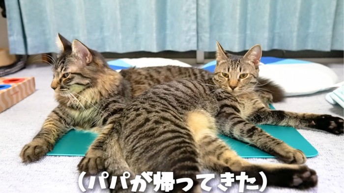 マットの上で寝転ぶ2匹の猫