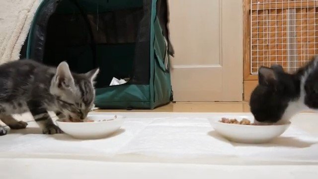 ごはんを食べる2匹の子猫
