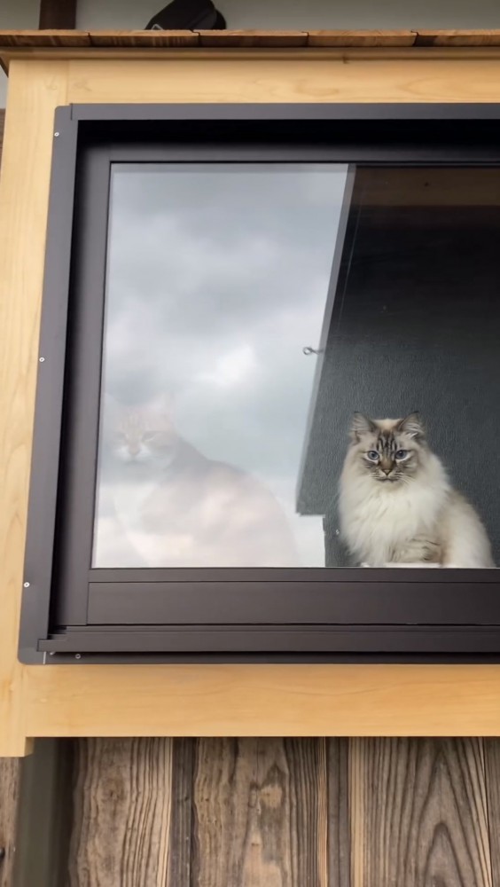 ガラス越しに外を見る猫