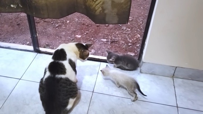 成猫と2匹の子猫