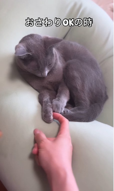 両手で指を握る猫